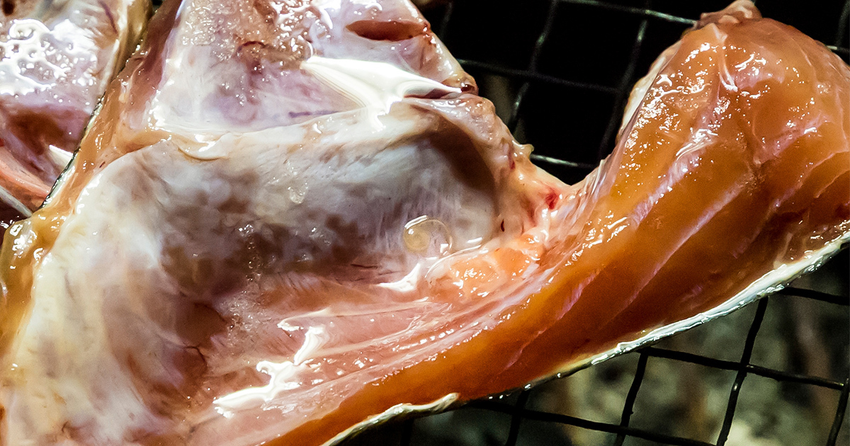 アニサキスに効く薬なし!「焼く・冷凍」で予防徹底を