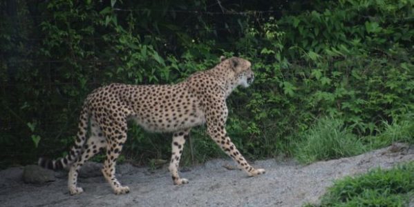 富士サファリパークのチケットを格安で購入する方法