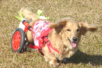 Ascii Jp 犬の車いす工房が大人気 オーナーが伝授する 老犬介護のコツ