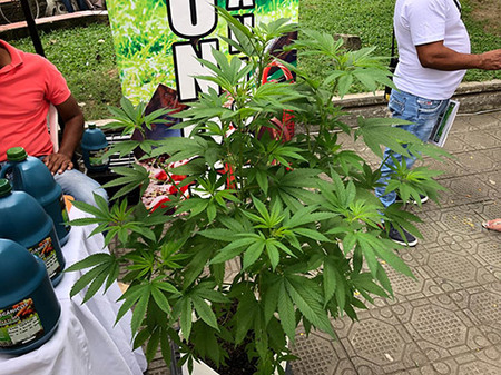 コロンビアの 大麻フェア で垣間見た 日本とはまったく違う 大麻 との向き合い方 橘玲 Zai Online海外投資の歩き方 ザイオンライン