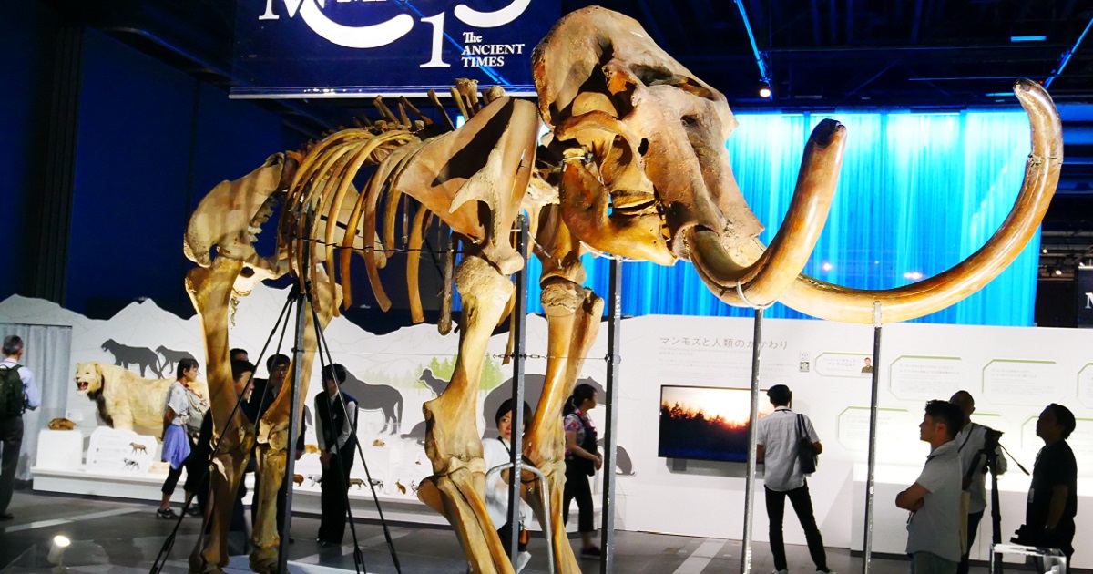 世界初が集結!話題のマンモス展のウラ側を取材