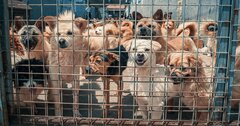 韓国人の9割が「もう犬肉料理を食べない」、理由は2つ《Editors' Picks》