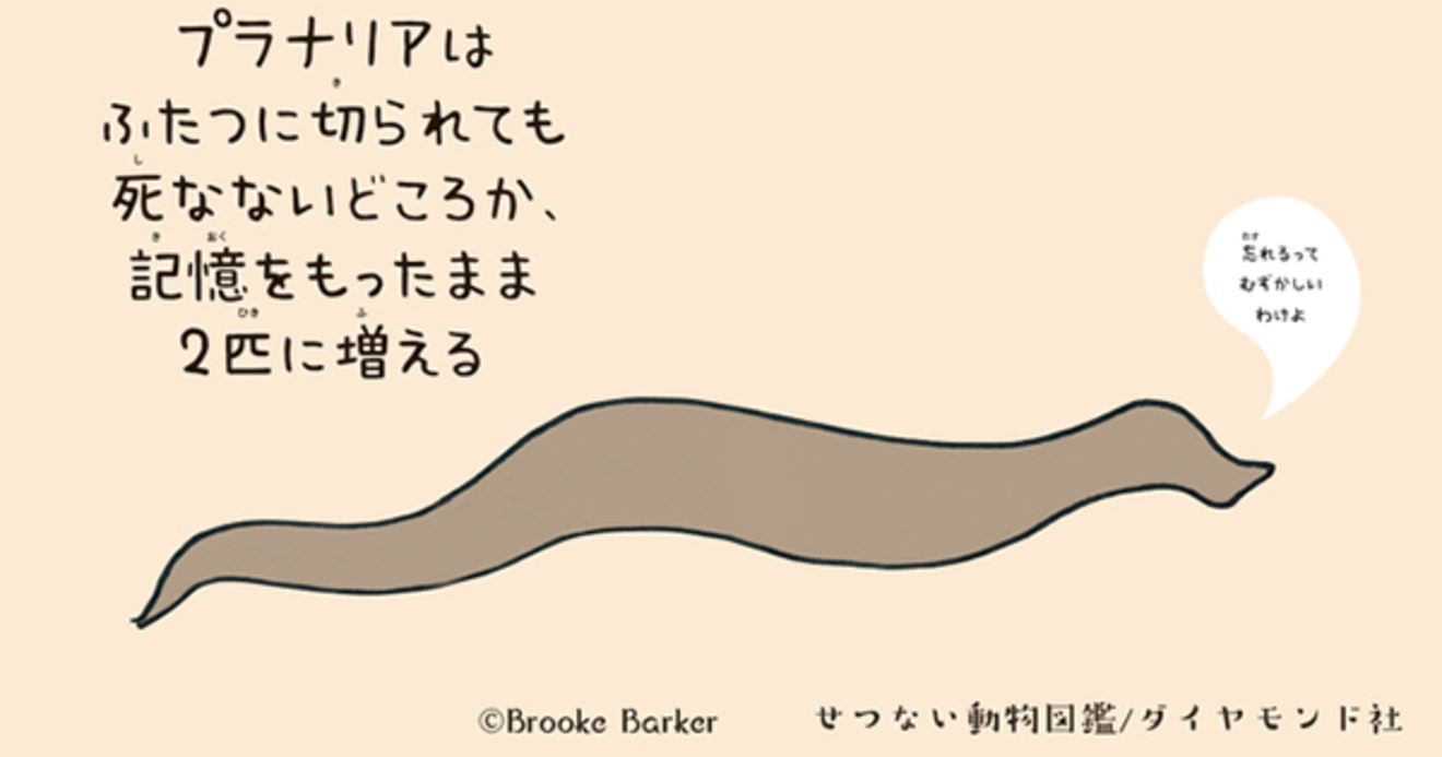 凄すぎて もはや怖い 謎の生物 プラナリア の最強伝説とは せつない動物図鑑 ダイヤモンド オンライン