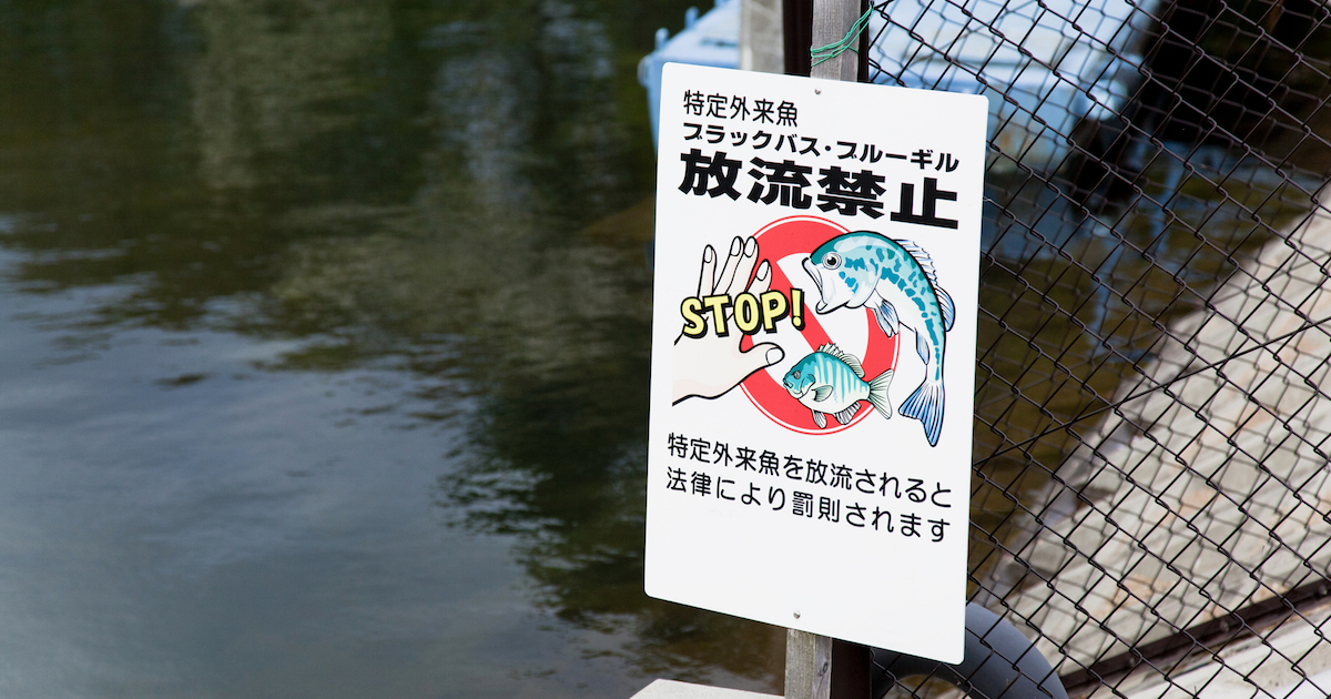 外来種の「侵略本能」を活かした新しい環境保護の手法とは?