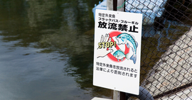 外来種の「侵略本能」を活かした新しい環境保護の手法とは?
