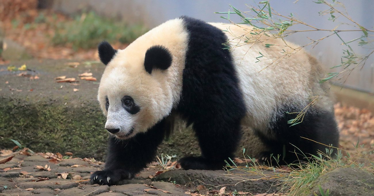 上野公園のパンダ「シャンシャン」を中国へ運んだ舞台裏、阪急阪神