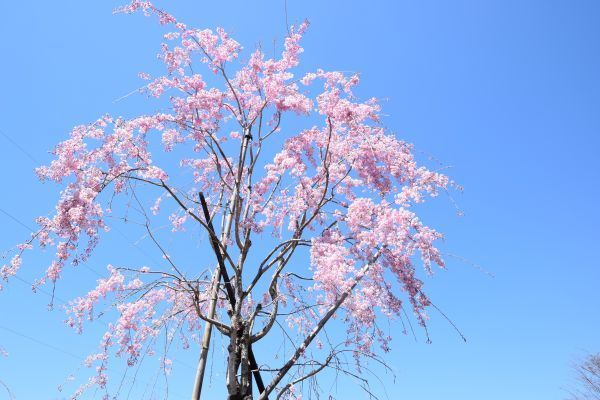 「花の駅」の桜