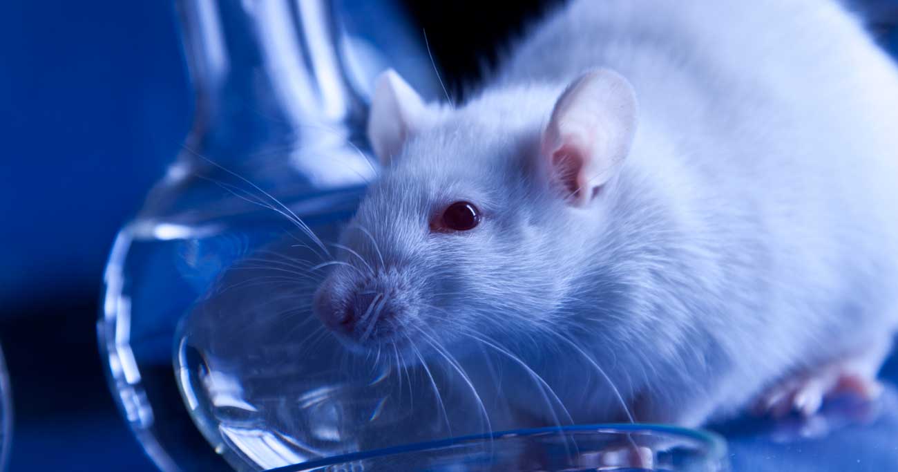 動物実験大国・日本の残酷な真実、禁止国が増えているのになぜ?