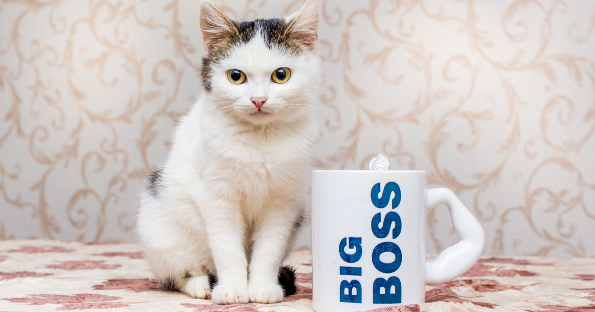 猫が外へと猛ダッシュで飛び出した!行方知れずとなった猫を必死で探す飼い主に待ち受けていた意外な結末
