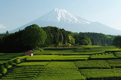 ドローンで見る日本の絶景、新緑の茶畑と富士山