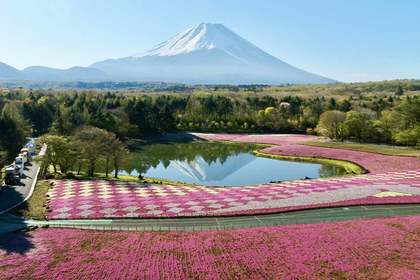 ドローンで見る日本の絶景、鮮やかな芝桜と富士山のコラボ