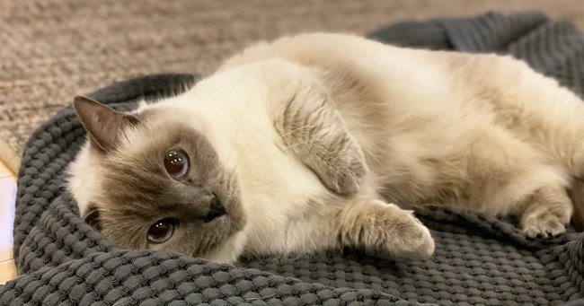 Ascii Jp ネコ活 のススメ 猫に癒される暮らしを始めるための基礎知識