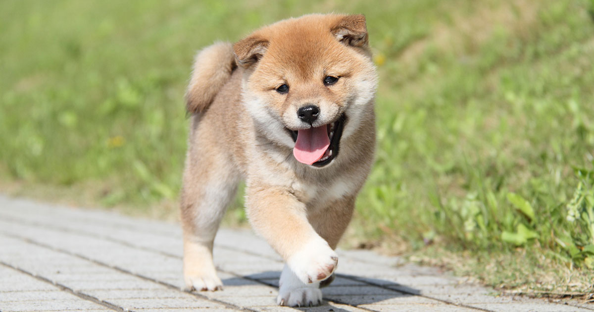 犬 を 飼う か 猫 を 飼う か