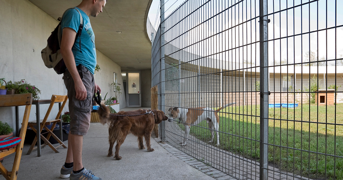 ドイツの動物保護施設は1000も！ | 世界のアニマルシェルターは、 犬や