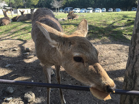 シカは食欲旺盛でレジ袋も食べてしまう