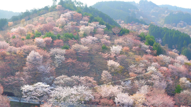 吉野山の桜