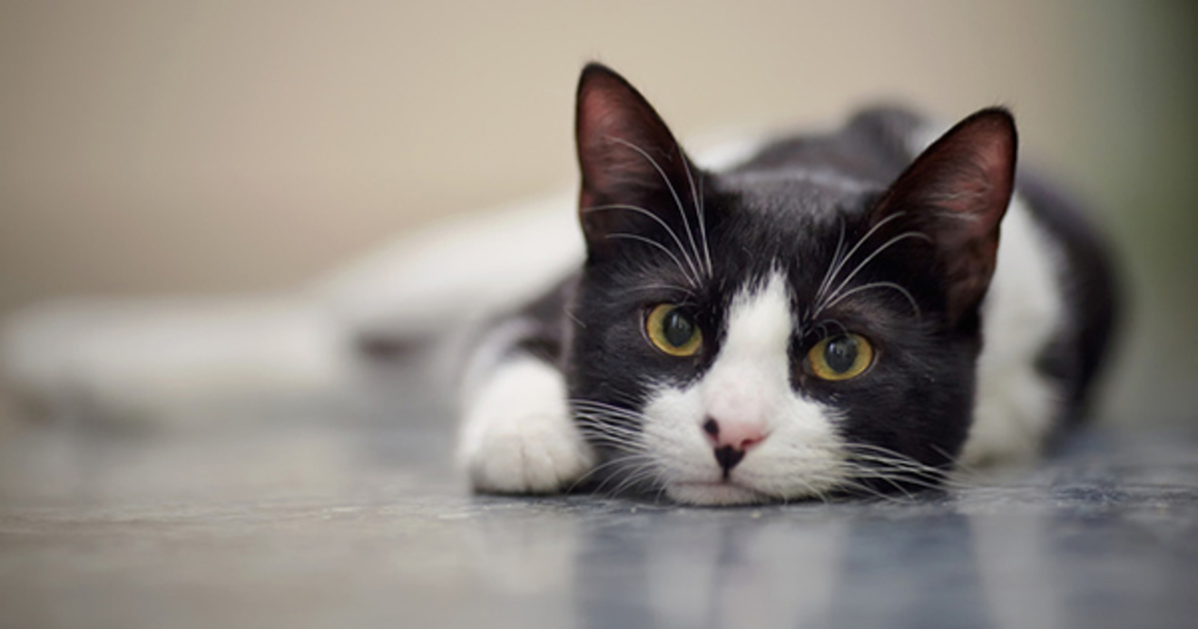 フランスでベストセラー！世界22ヵ国で翻訳！猫が飼い主をじっと見つめ 