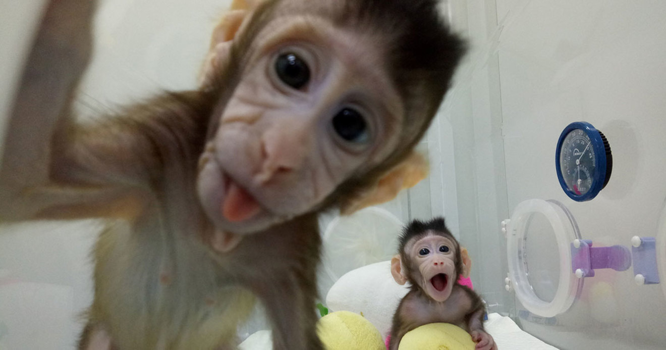 クローン猿誕生で真に危惧すべきは 人間複製 への応用ではない 今週もナナメに考えた 鈴木貴博 ダイヤモンド オンライン