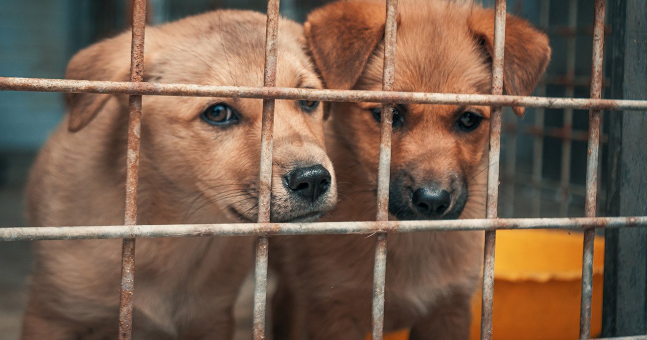 犬の殺処分率が低い都道府県ランキング！3位神奈川、2位鳥取、1位は