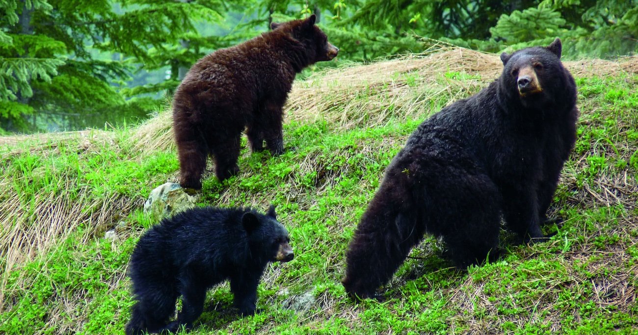 クマの親子に出くわしたら？】慌てて木の上に登った「森の科学者」が