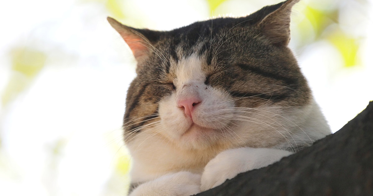 全仏ベストセラーの『猫はためらわずにノンと言う』。なぜ、自由なはずのフランス人に、猫のように生きる秘訣が必要とされたのか? そこにはフランス人の意外な一面があった!