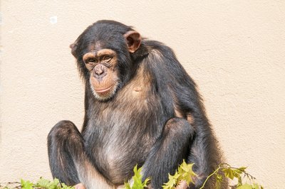 人類は見知らぬ敵を殺して楽しむように進化した 自己家畜化 したヒトの道徳性と邪悪さ 橘玲の日々刻々 橘玲 Zai Online海外投資の歩き方 ザイオンライン